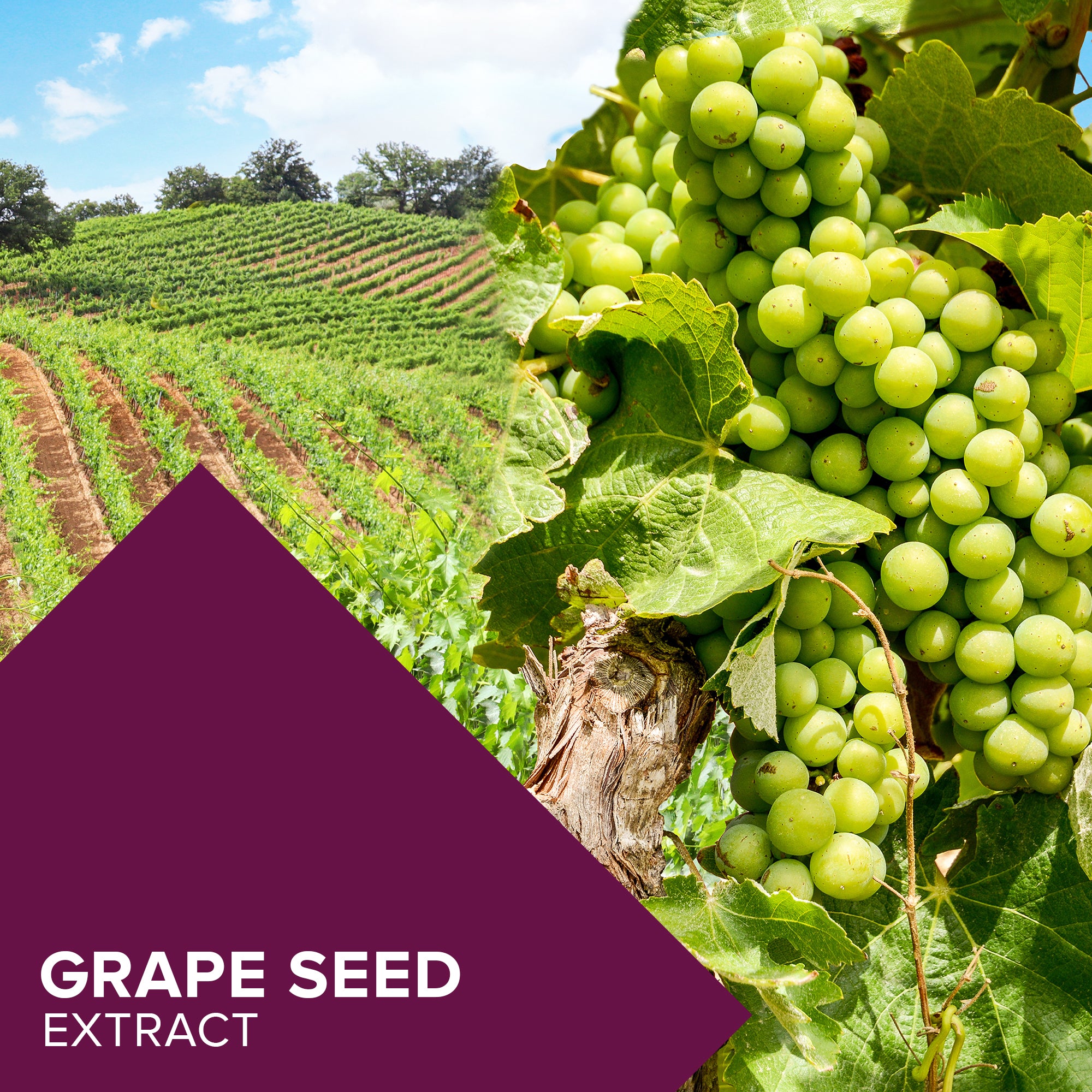 Grape seed extract